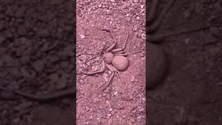 Six-Eyed Sand Spider Buries Herself || #shorts