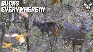 GIANT Missouri PUBLIC land buck| CRAZY week of hunting!