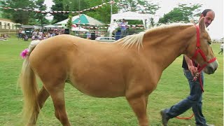 Cavallo Avelignese o Haflinger