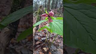 Real Trillium...With Guest Jack-In-The-Pulpit...triphyllum