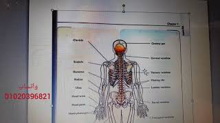 شرح الهيكل العظمي (Skeleton) لثالثة ثانوي - د. محمد خالد - ثانوية عامة بيولوجي لغات