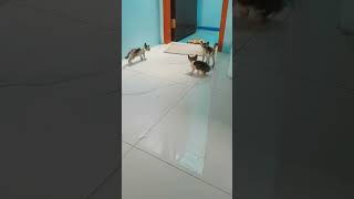 Funny cat🤣 attack by 3 kittens😂😂 #cat #funnyvideo #funnyshorts #shortsvideo #shorts