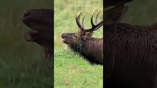 Elk calls #nature #shorts