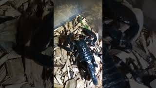 CONGO EMPEROR SCORPION FEEDING!🦂 #shorts