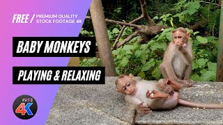 4K HDR 60fps - Cute Baby monkeys playing and eating | infant [ Free Stock Footage ]