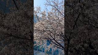 “I miss you” is the response to “what are you doing ?”#studyinkorea #koreanlife #외국인 #cherryblossom