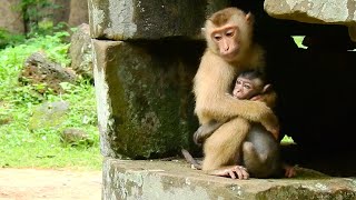 Monkey Sovana is a good leader, she tries to care all member​ (old clip) | funny animal videos