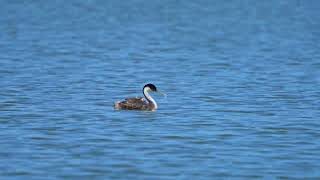 Western Grebe feeding feathers to chicks