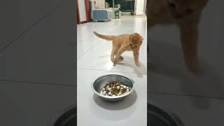 Homeless cat p10 #cat #funny #animals #pets #catlover #viralvideo #ytshorts #funny