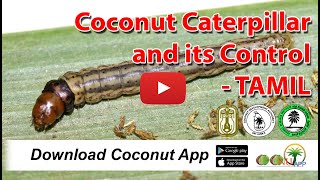 Coconut Caterpillar And Its Control - TAMIL