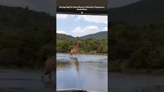 Giraffe crossing river at Kariega!