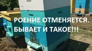 Роение отменяется. Бывает и такое.