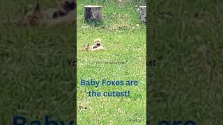 Cute Baby Foxes 🦊❤️🦊