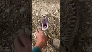 SNAKE Tries To Bite Me!