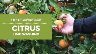 Citrus Lime Washing