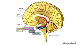 Why We Think More Clearly After Exercise