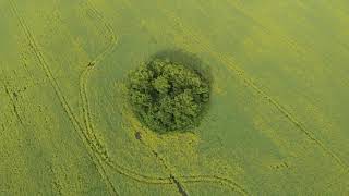 Aerial view of summer rapeseed flower field