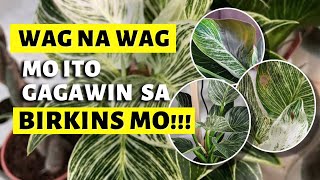 MGA DAPAT IWASAN SA PAG-AALAGA NG PHILODENDRON BIRKINS!