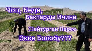 Чоп, Беде, Бактарды Ичине Жейтурган Нерсе Эксе Болобу???