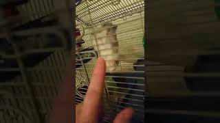 My hamster 2