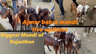 31 October ajmer bakra mandi update//goat market cover with price/Rajasthan biggest Mandi of Ajmer