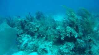 Hogfish Escape - Freedive Spearfishing with Hawaiin Sling in Biminni Bahams