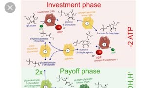 What is Glycolysis? First type of aerobic respiration/Net production & overall review of Glycolysis