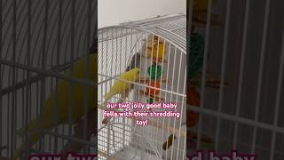 Play with us !| Parakeet||Budgie|bird lover|pet lover| shredding toys|| feathered babies|playtime