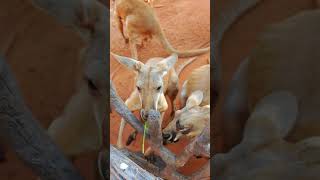 kangaroo eat grass in Bangkok Safari Park