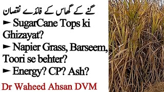 SugarCane Grass گنےکا گھاس k Faiday or Nuksan - Dr Waheed Ahsan