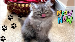 Cute and Funny Cat Videos THUNDER CAT Kitten Playtime