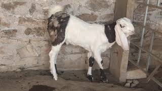 Qasmi goat farm pipar jodhpur