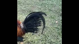 Rooster Farm, Murcia, Negros Occidental