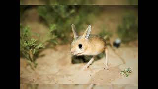 Jerboa's Mouse-Like Whiskers