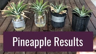 Pinapple Top Experiment Results