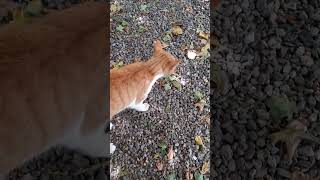 Suparata sau  .. !? #cat #cats #cute #kitten #kitty #cutecat #cutie #viral #shorts #animals