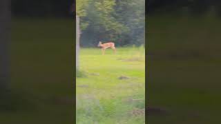 Baby deer playing