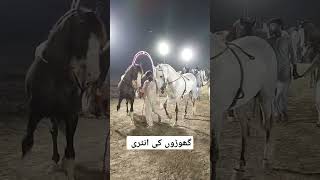 واہ گھوڑا واہ بہت اچھے #horse #sindhihorse #trending #wedding #horseshow #horsefan