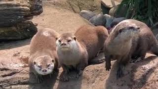 OTTERS AT LONDON ZOO - 2019