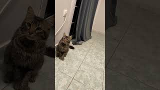 #cat #catlover #catvideos #cats #catlover #cat #video #