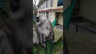 Funny animal moments, funny monkey feeding video