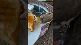 Adorable Cockatiel Steals My Food😡😡#cockatiel #stealing #shorts