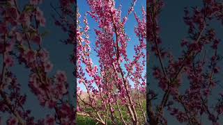 #beauty #beautl #flowers #green #nature #jasminbhasin #viral #quetta #balochistan #pakistan #plants