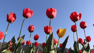 TULIP GARDEN SRINAGAR || TULIP GARDEN SRINAGAR OPEN TOUR || TULIP GARDEN SRINAGAR TOUR || KASHMIR