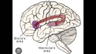 aphasia types|Fcps part-1 preparation forum|neurology lectures|rafiullah past papers mcques points