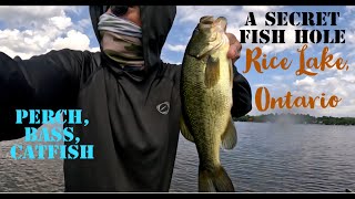 Rice Lake Fishing July 2024, Small fish hole loaded with perch, bass etc