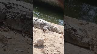 Crocodile 🐊| Crocodile Taking Sun Bath In The Zoo | First Time In My Life I See Alligator In Reality