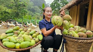 Harvesting sour mangoes goes to the market sell - Sweet and sour mango salad recipe | Ly Thi Tam