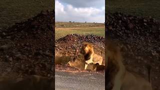 Male lion vs female lion #animals #isitreal #attack #lion #lions #cat #world #wild #shorts