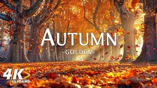 Scenic Autumn Landspace 4K 🍁 Stress-Free Autumn in Forest ~ Relaxing Music for Mental Peace